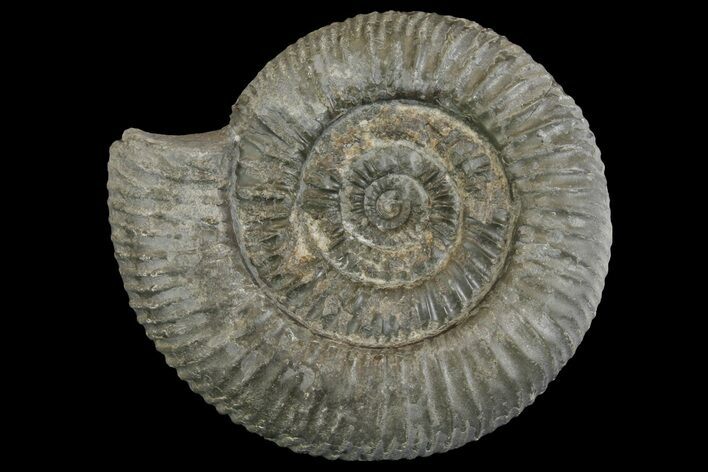 Ammonite (Dactylioceras) Fossil - England #149800